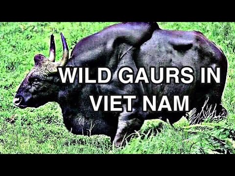 Video Tiếp cận đàn bò tót lơn ở Cát tiên. Wild gaurs in Cat... - youtube