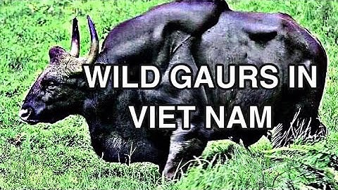 Approaching a large herd of gaurs in Cat Tien National Park.