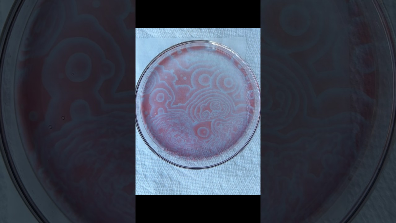 Belousov-Zhabotinsky Reaction in Petri Dish
