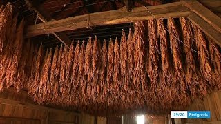 Tobacco leaf removal in Périgord