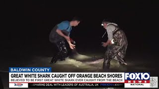 Great White shark caught in Orange Beach Alabama