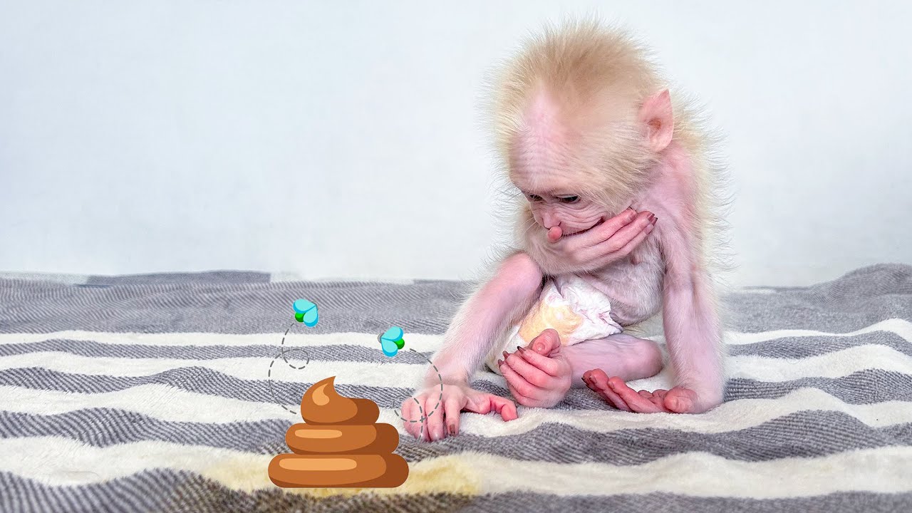 Monkey Baby Molly is worried when Dad's brother finds out the problem