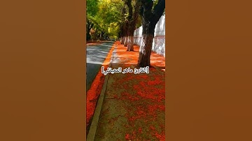[القارئ ماهر المعيقلي]  #trending #القارئ #اكسبلور #اللهم_صل_وسلم_على_نبينا_محمد #لايك #ترند