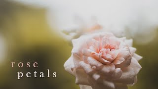 Rose Petals - Peder Helland | piano cover || relaxing piano music