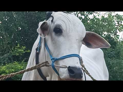 గుమ్మకొండ 4పళ్ళ విభాగం draw లిస్ట్