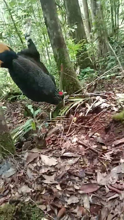 Melihat jerat, poni satu ayam hutan kalimantan🐔🐔#anakdayak  #kutaibarat #kalimantan