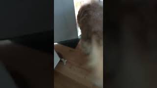 Daily snaps 4/9/18