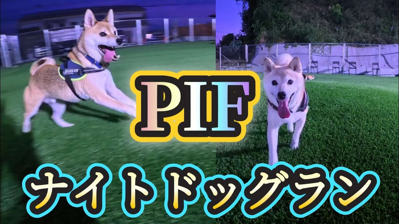 【ナイトドッグラン】PIFのナイトドッグランに行ってみました🌃