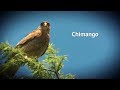 Rapaces - Chimango