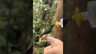 My home has become a dining spot for hummingbirds.#animals #Foryou #love#cute #ytshorts
