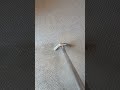Pet Odor and Stain Carpet Cleaning in Michiana
