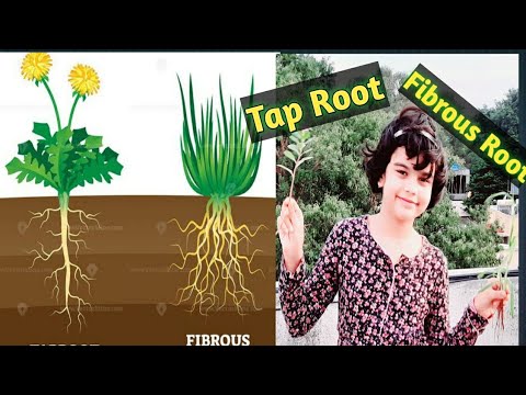 Video: Rozdíl Mezi Tap Root A Fibrous Root