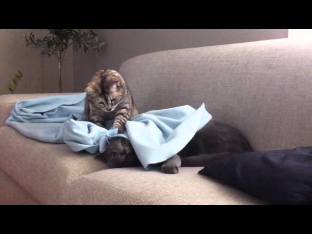 Funny cats play hide and seek
