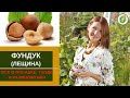 ФУНДУК (лещина) - вся информация   про посадку, уход и размножение