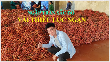 Ngập Tràn SẮC ĐỎ VẢI THIỀU Chính Vụ Lục Ngạn Bắc Giang