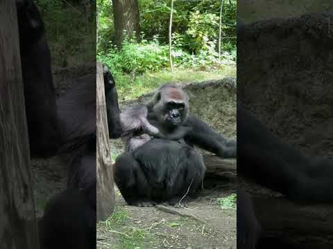 New York Hayvanat Bahçesi Gezimiz/ NYC Bronx Zoo #bronxzoo
