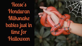 Baby 'Halloween' Honduran Milksnakes by Cold Blood Creations 614 views 7 months ago 1 minute, 52 seconds
