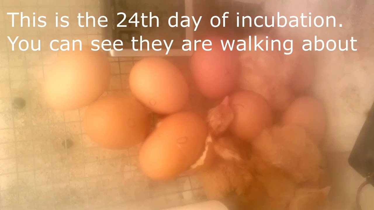 Why Your Incubator Eggs Not Hatching YouTube