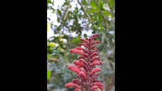 Why Don't plants get sunburn ?