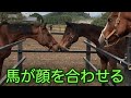 馬が顔を合わせる　【隣の放牧地の馬との交流】