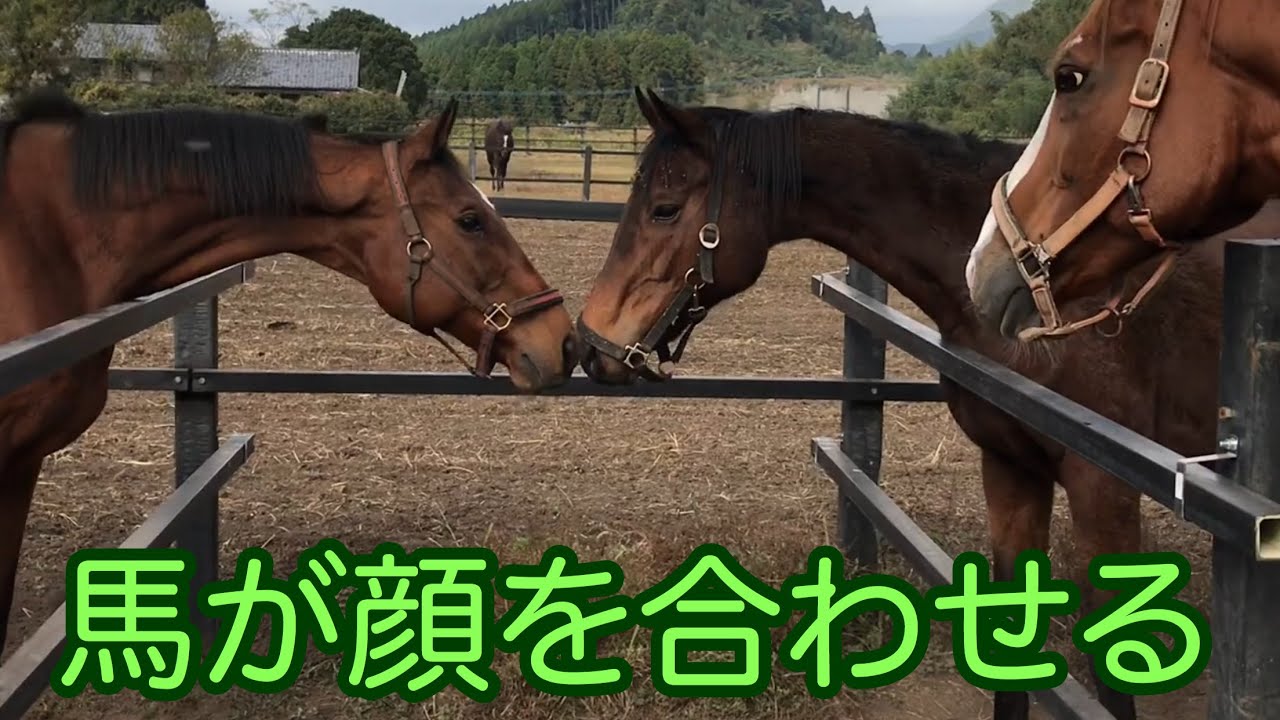 馬が顔を合わせる 隣の放牧地の馬との交流 Youtube
