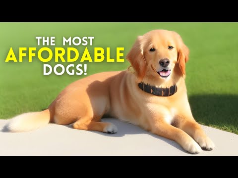 Video: Šie 12 suņi tikai gādās un jūs neticēsiet, cik daudz kažokādu viņi patvers
