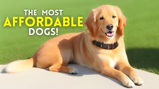 The 13 Most Affordable Dog Breeds Perfect for Every Budget