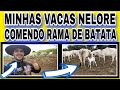 MINHAS VACAS NELORE COMENDO RAMA DE BATATA DOCE