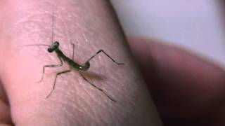 カマキリの赤ちゃん 20110514-2