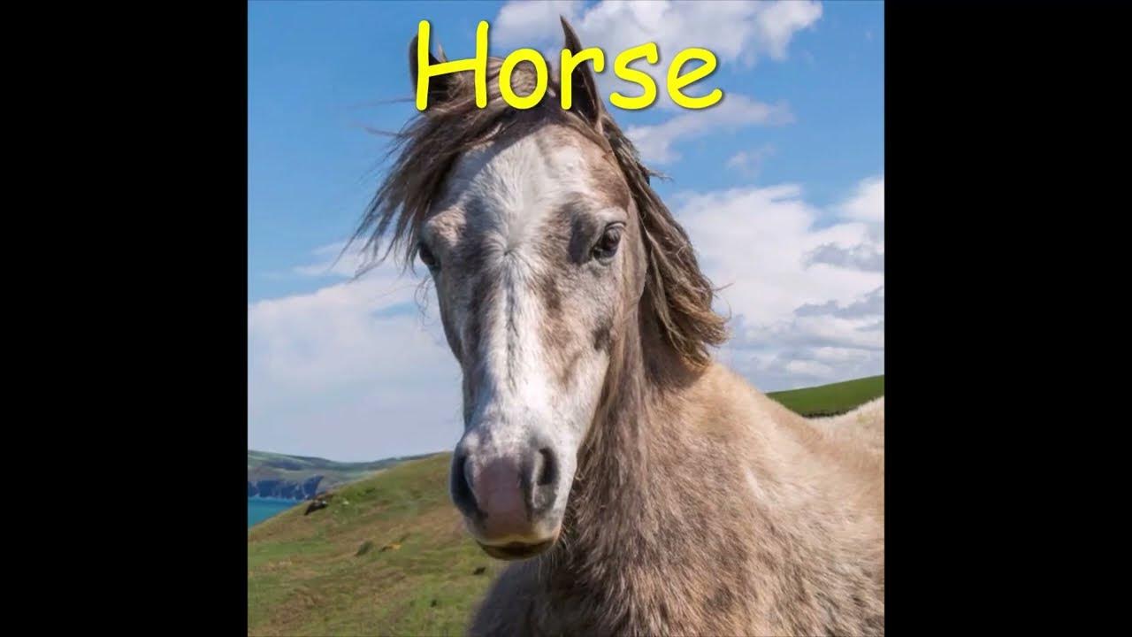 How to spell How do you spell " Horse" Talking Picture Dictionary English Animals Shorts