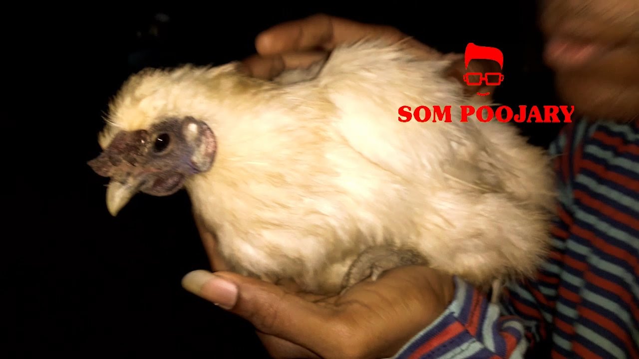 petco hours Silkie chicken as pet