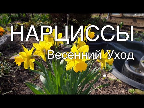 НАРЦИССЫ НЕ ЦВЕТУТ: исправляем  и устраняем  причины. Советы для начинающих цветоводов.