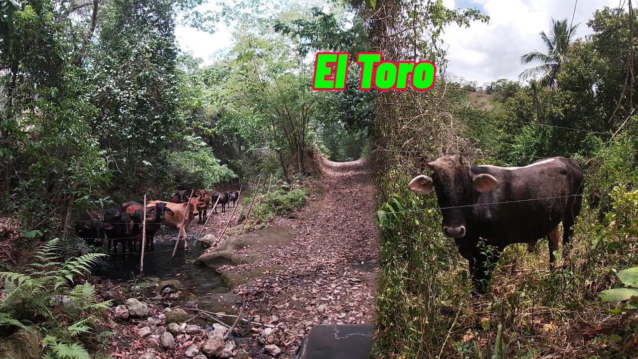 Asi fue como me perdi en el toro, La vida del campo
