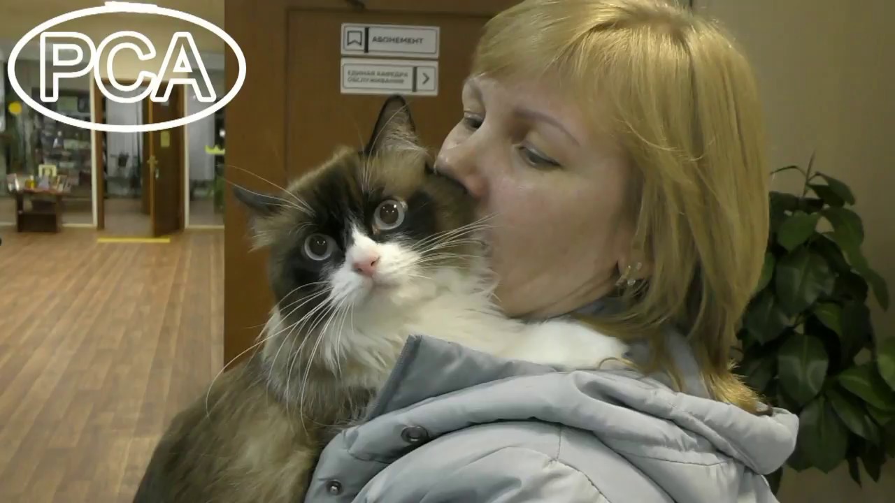 camera iphone 8 plus apk Клип №0712 - выставка кошек PCA online