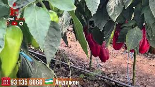 картинка: 8 сотих атапления канчага тушади? Хаммаси нархлари билан