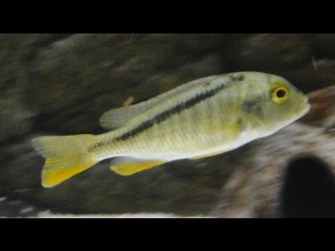 Buccochromis Nototaenia Африканская цихлида Малави