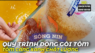 QUY TRÌNH ĐÓNG GÓI TÔM CÀNG XANH GIỐNG, TỶ LỆ ĐỰC TRÊN 95%
