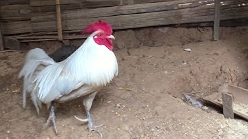 Kuv tus lau qaib dib dawb zoo nraug thiab qua tau zoo(ไก่ต่อสีขาวอมเหลืองทรงสวยงาม)