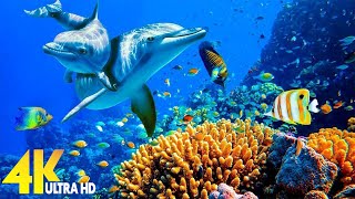 Under Red Sea 4K   Beautiful Coral Reefs & Peaceful Fish for Relaxation (4K Video ULTRA HD)
