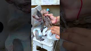 #Cute #eating #Sad #Cutebaby #monkey