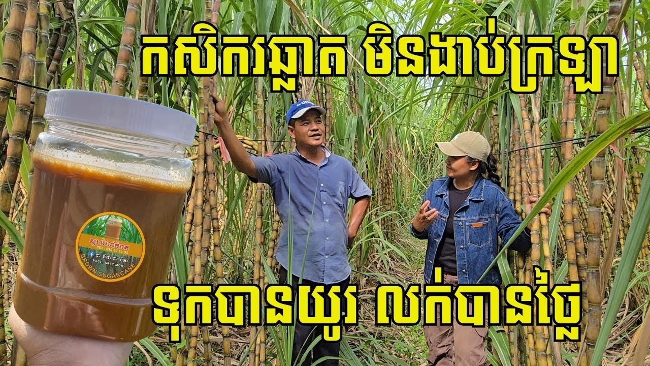 ចាល់ទីផ្សារតែមិនចាល់គំនិត អំពៅស្រស់លក់មិនចេញ អ្នកកំពតយកមករម្ងាស់ធ្វើស្ករ ធ្វើមិនទាន់អ្នកកុម្ម៉ង់