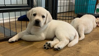 REPLAY Livestream Puppy Cam-6 Adorable Labrador Puppies 1 Month Old #cutepuppies #puppies #labrador