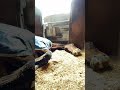(爆睡)本気で眠いと歯が出る。 #サチモ #horse