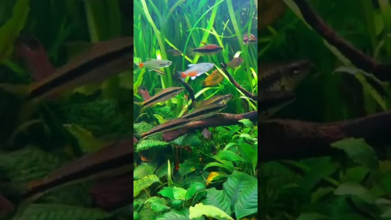 Aquarium Algae eater squad. Crossocheilus oblongus.