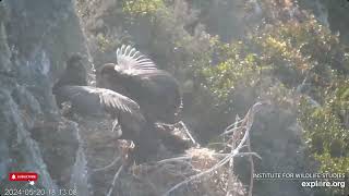 And the Feathers Are Flying!  West End Eagles Thunder, Akecheta, Koa, Treasure & Sterling (5/20)