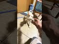 おすわり出来たよ!生後3か月ラブラドールレトリバーのペグちゃん