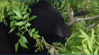 A bear in a tree in New Jersey