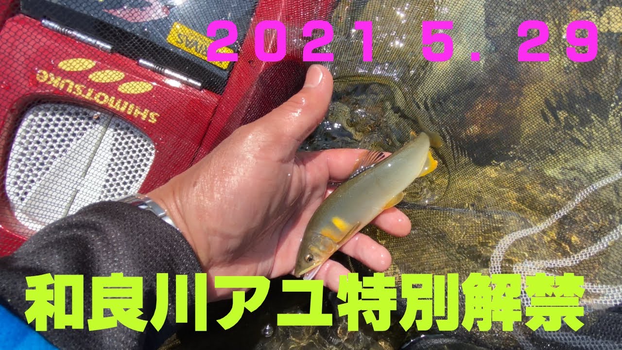和良川アユ特別解禁
