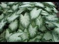 CALADIUM O SINGONIO CUIDADOS  PLANTA PARA DECORARCION/CALADIUM CARE