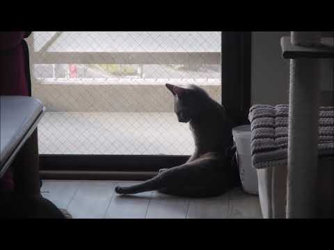 Twilight cat - YouTube